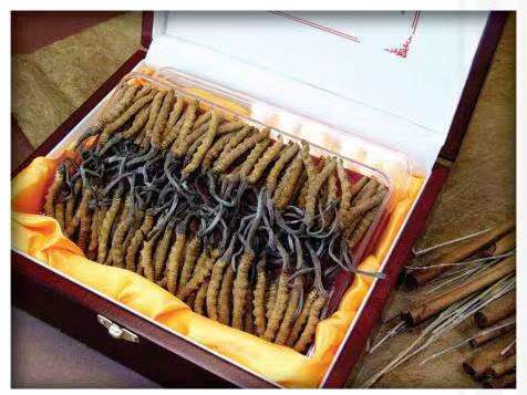 霍尔果斯冬虫夏草回收